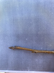 Liquidambar styraciflua