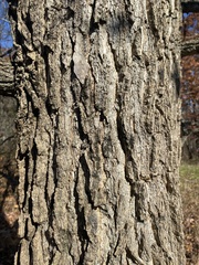 Liquidambar styraciflua
