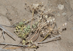 Cymopterus
