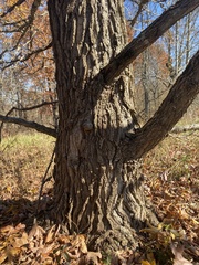 Liquidambar styraciflua