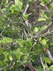 Erythroxylum delagoense