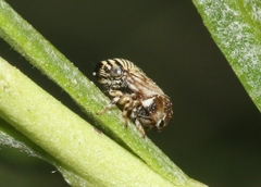 Clastoptera lineatocollis