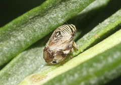 Clastoptera lineatocollis