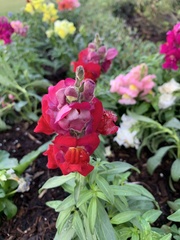 Antirrhinum