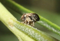 Clastoptera lineatocollis