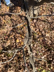 Liquidambar styraciflua