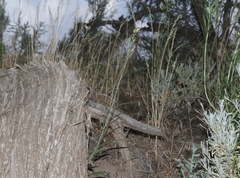 Penstemon comarrhenus