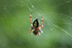 Eriophora ravilla