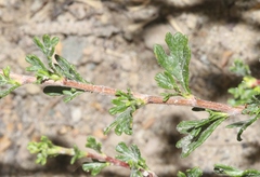 Purshia tridentata