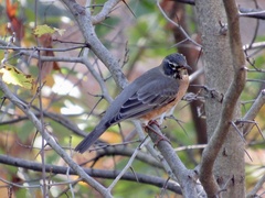 Turdus migratorius