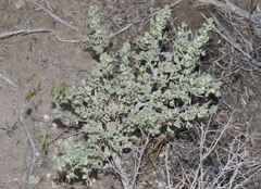 Atriplex confertifolia