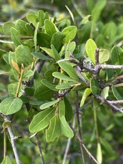 Erythroxylum delagoense