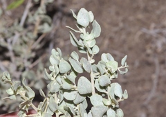 Atriplex confertifolia