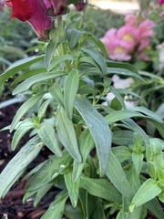 Antirrhinum
