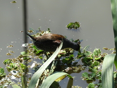 Porphyriops melanops