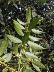 Symplocaceae