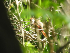 Certhiaxis cinnamomeus