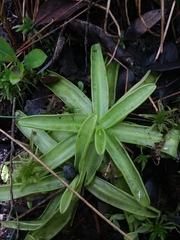 Pinguicula primuliflora