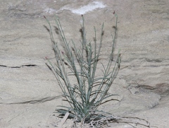 Lygodesmia grandiflora