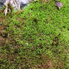 Bryoerythrophyllum recurvirostrum
