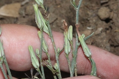 Lygodesmia grandiflora