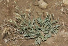 Lygodesmia grandiflora