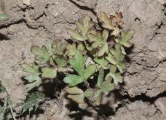 Cymopterus