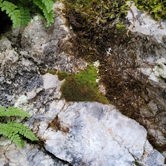 Bryoerythrophyllum recurvirostrum