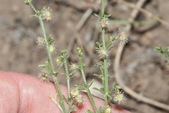 Galium coloradoense