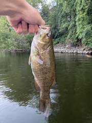 Micropterus dolomieu