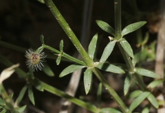 Galium coloradoense