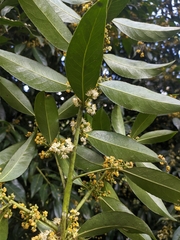 Symplocaceae