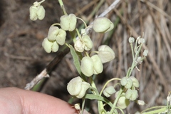 Physaria floribunda