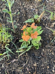 Crossandra greenstockii