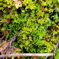 Hydrogonium croceum