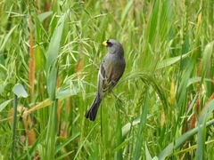 Catamenia analis