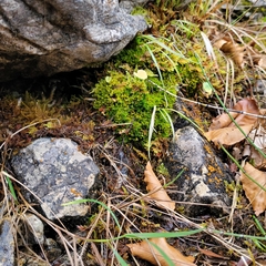 Hydrogonium croceum