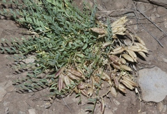 Astragalus debequaeus
