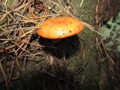 Lactarius aurantiacus