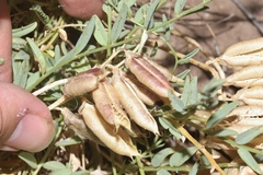 Astragalus debequaeus
