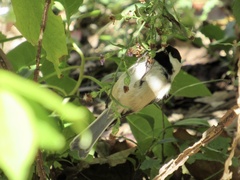 Poecile atricapillus