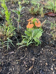 Crossandra greenstockii