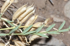 Astragalus debequaeus