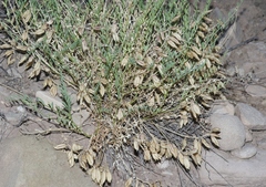 Astragalus debequaeus