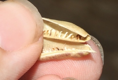 Astragalus debequaeus