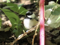 Poecile atricapillus