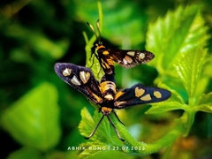 Amata sperbius