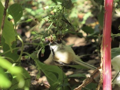 Poecile atricapillus