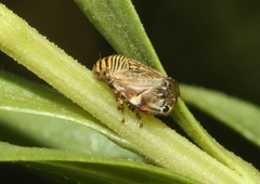 Clastoptera lineatocollis