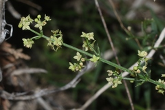 Galium coloradoense